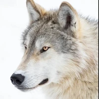 Wolf.
