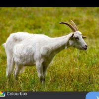 Goat