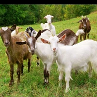 Lamb