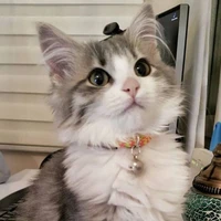 Cian (fl cat)