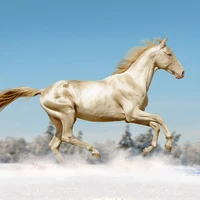 Majestic (caballo de Lucius)
