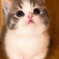 แอด