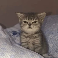 Ucing Dudul