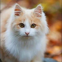 Misterious Cat♡