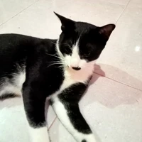 เเอด