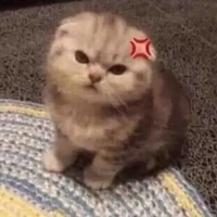 ทีม KASUKI