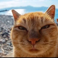 Kucing 🐈 (author)