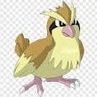 pidgey
