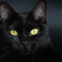 Ruel(Gato)