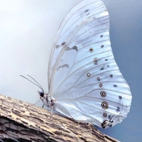 Borboleta