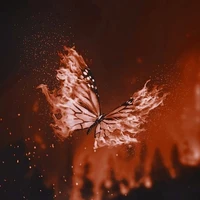 Millie(Borboleta)