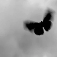 butterfly🦋