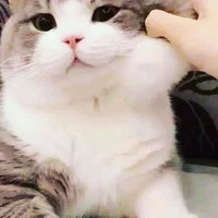 เเอด