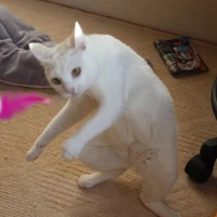 โย่วชอบกี