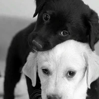pups🐶