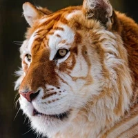 Ares(tigre)