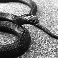 min(serpiente)