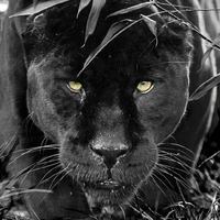 black(pantera negra)