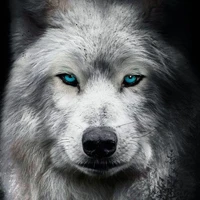 zeus(lobo)