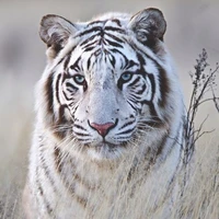 poseidon(tigre)