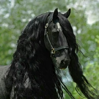 beleza negra  (cavolo do beil)