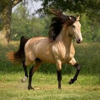 bravo  (cavalo do gael)