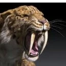 Harimau