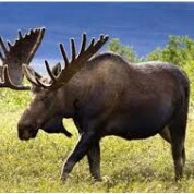 Rusa
