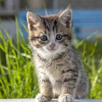 Suga ( kitten form )