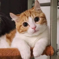 Kucing (Ara)