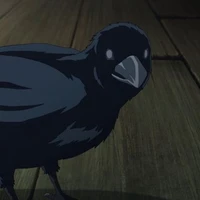 Corvo