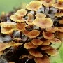 Fungus(bro)