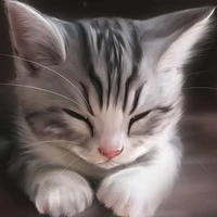 kitty