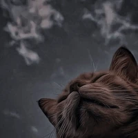 𝓣