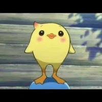 pipo