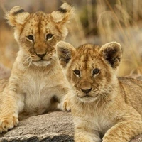 Nala et akiko