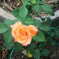 เเอดค่ะ