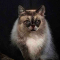 The cat (Jia)