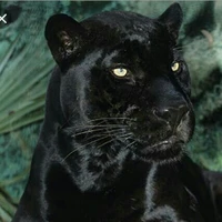 ades (pantera negra)