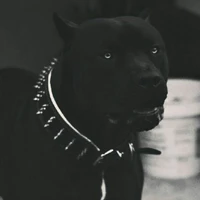 zeus  (pitbull negro )