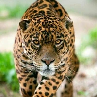 Hércules  (jaguar)