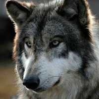 poseídon (lobo)