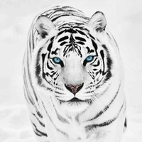 zira (tigre blanco)