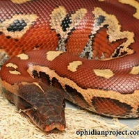 zia (piton)