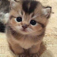 Taehyung ( cat form )