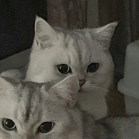 แอด