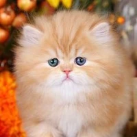 แอด