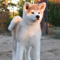 luca/fl dog
