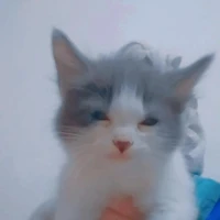 criadora (Eu)