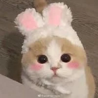 ไรค์